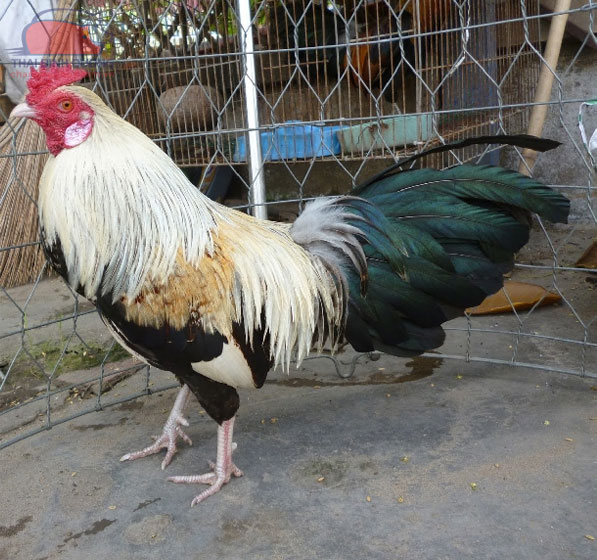 Các giống gà đá ở Việt Nam: Bí quyết chọn lựa và kinh nghiệm từ sư kê lâu năm