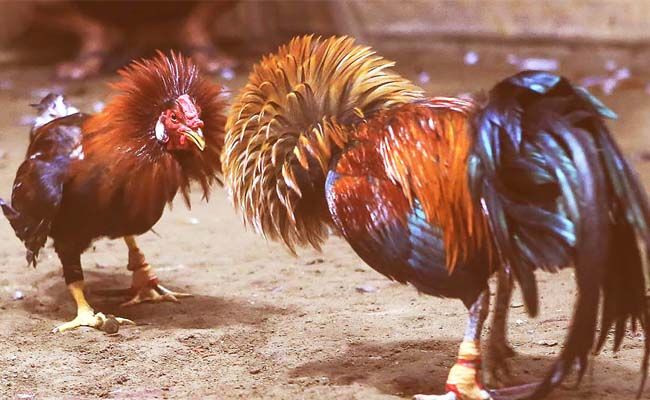 Đá gà cựa sắt miền tây Đá gà cựa sắt miền tây