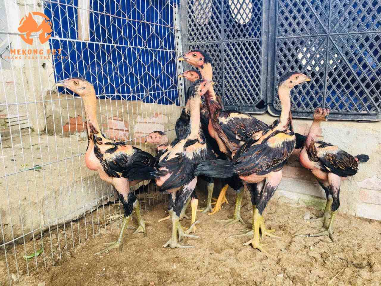 Cách nuôi gà chọi c1 Cách nuôi gà chọi c1