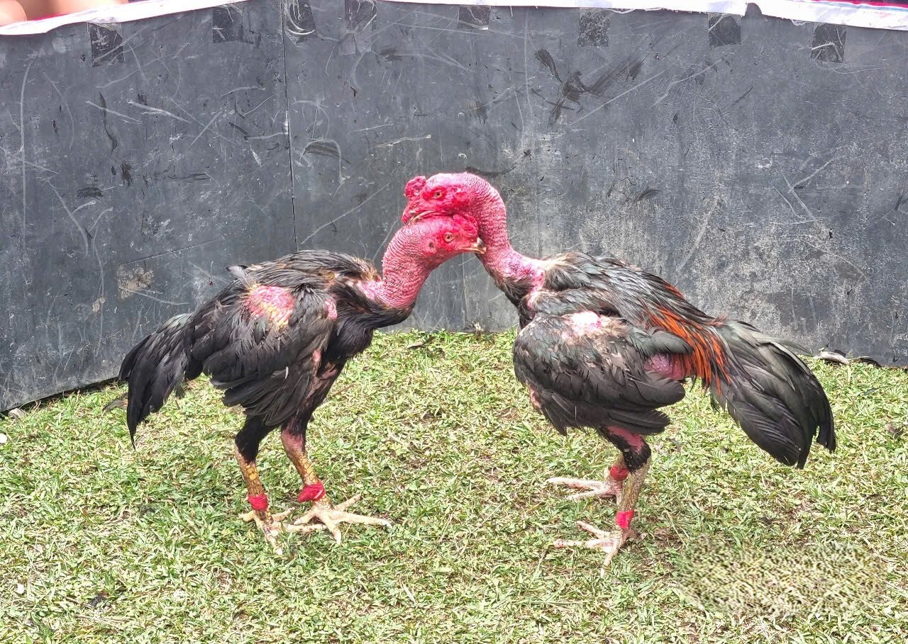 Xem tướng gà chọi Xem tướng gà chọi