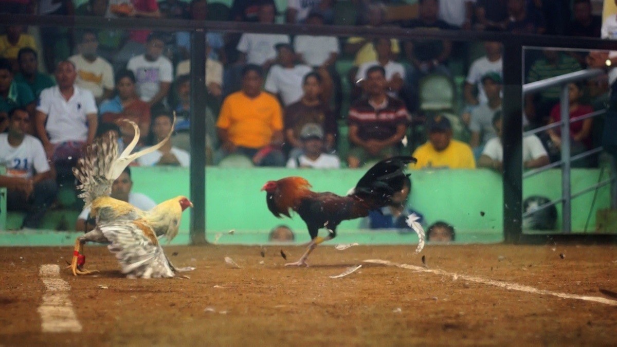 Đá gà mỹ cựa dao
