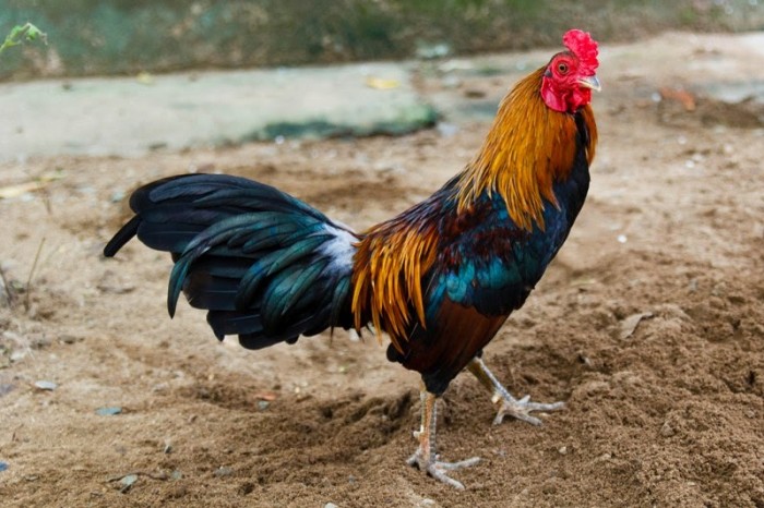 Giống gà đá cựa sắt hay nhất: Bí quyết chọn lựa từ sư kê lâu năm