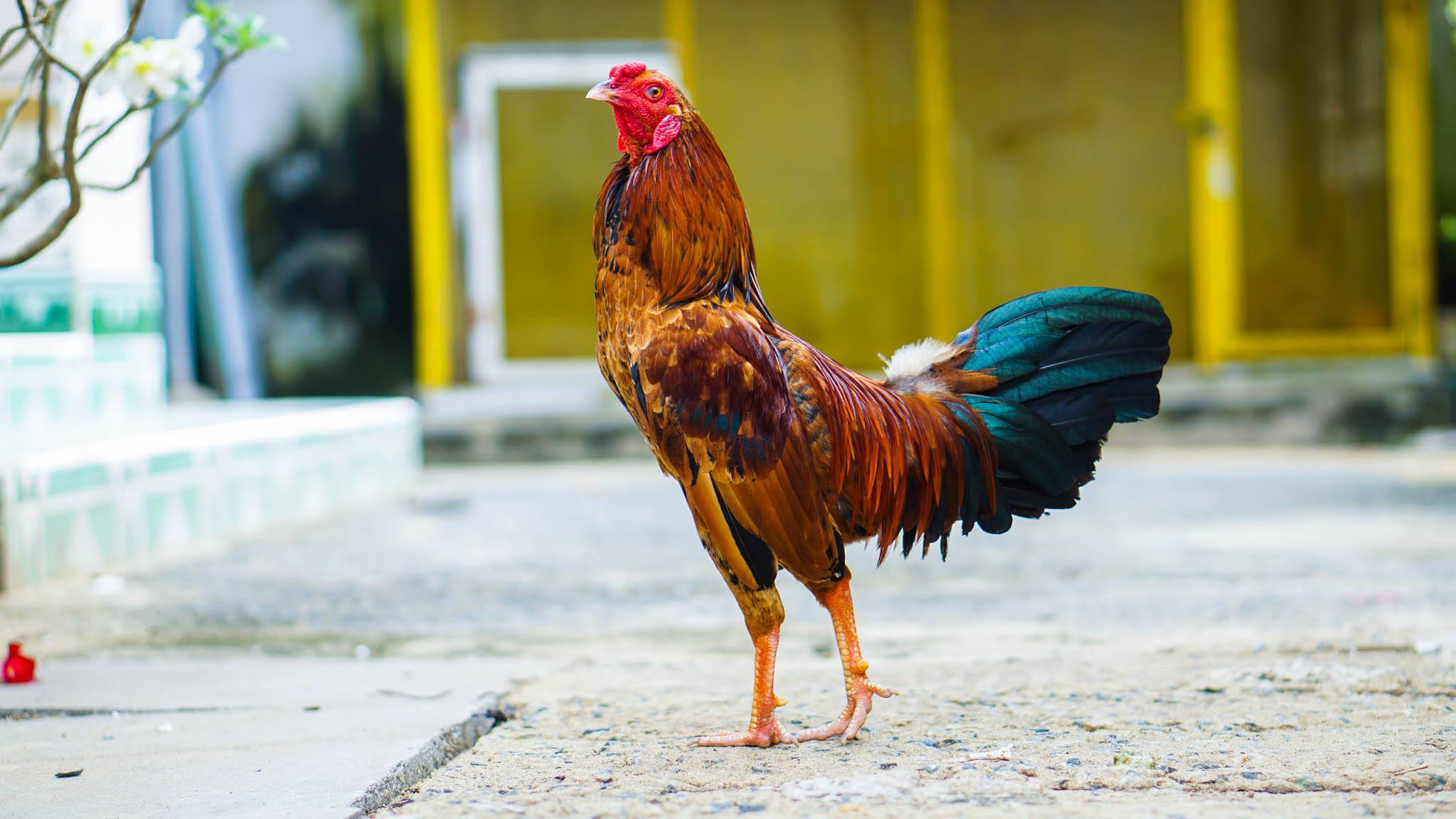 Cách tập luyện cho gà đá cựa sắt: Bí quyết rèn luyện hiệu quả cho chiến kê sung sức