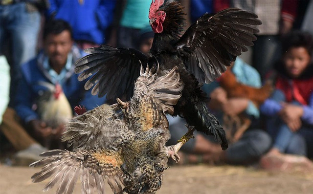 Cách đăng ký đá gà trực tiếp và trải nghiệm an toàn với đá gà Thomo
