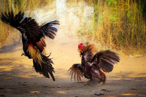 Cách xem chân gà đá hay và những kinh nghiệm cho người mới chơi Cách xem chân gà đá hay và những kinh nghiệm cho người mới chơi